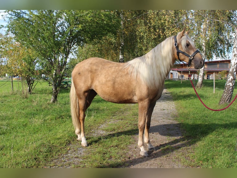Missouri Foxtrotter Stute 5 Jahre 150 cm Palomino in Altusried