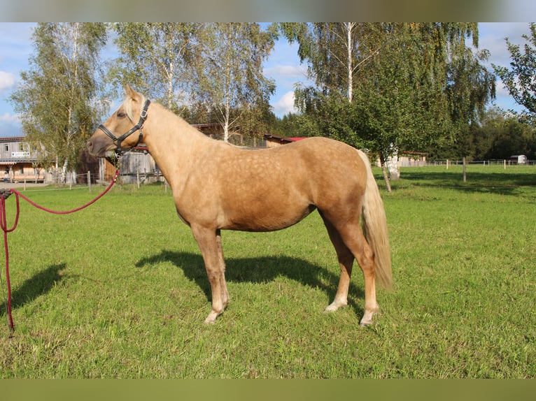 Missouri Foxtrotter Stute 5 Jahre 150 cm Palomino in Altusried