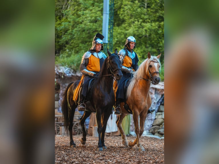 Missouri Foxtrotter Stute 5 Jahre 150 cm Palomino in Altusried
