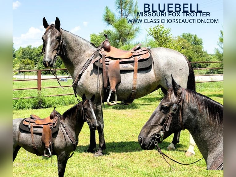 Missouri Foxtrotter Stute 5 Jahre 152 cm Roan-Blue in Houston, MO