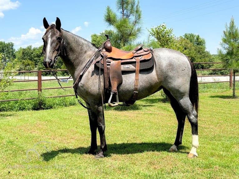 Missouri Foxtrotter Stute 5 Jahre 152 cm in Houston, MO