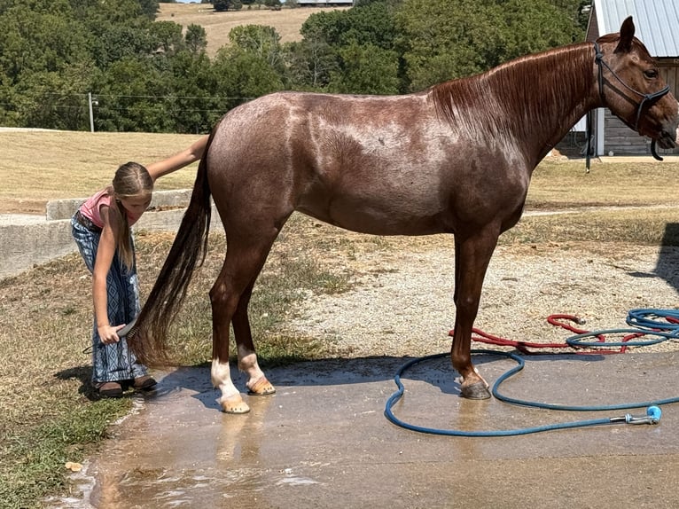 Missouri Foxtrotter Stute 5 Jahre Roan-Red in Wichita Falls