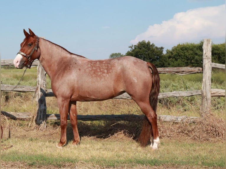 Missouri Foxtrotter Stute 5 Jahre Roan-Red in Wichita Falls