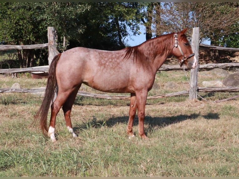 Missouri Foxtrotter Stute 5 Jahre Roan-Red in Wichita Falls
