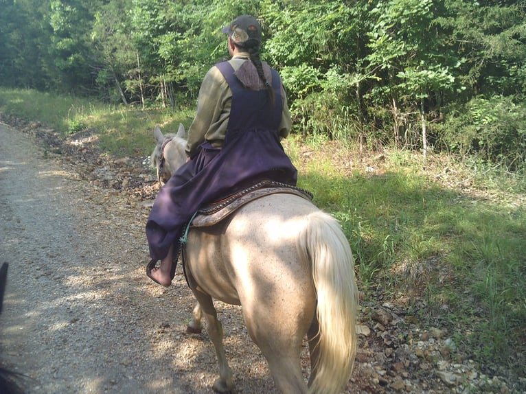 Missouri Foxtrotter Mix Stute 6 Jahre 152 cm Palomino in Gainesville