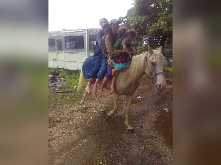 Missouri Foxtrotter Mix Stute 6 Jahre 152 cm Palomino in Gainesville