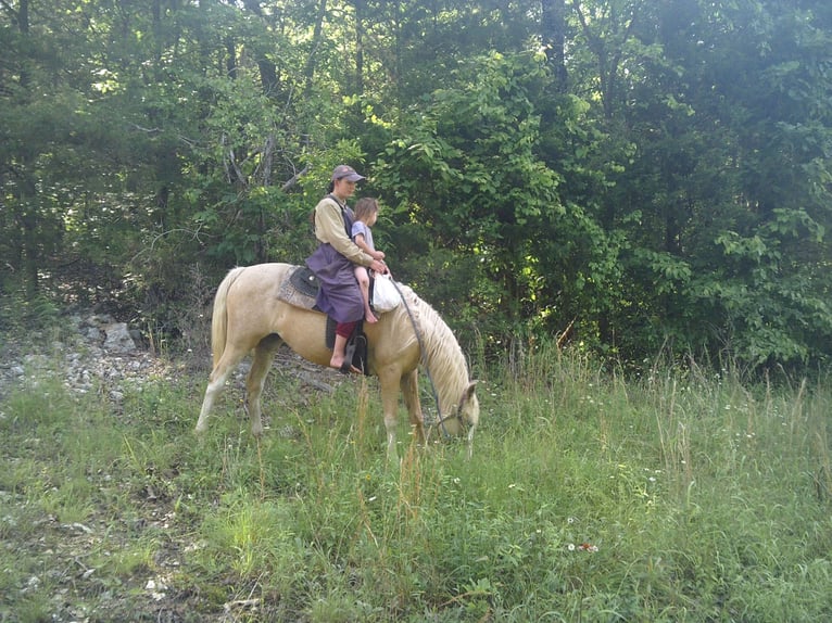 Missouri Foxtrotter Mix Stute 6 Jahre 152 cm Palomino in Gainesville