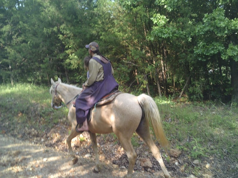 Missouri Foxtrotter Mix Stute 6 Jahre 152 cm Palomino in Gainesville