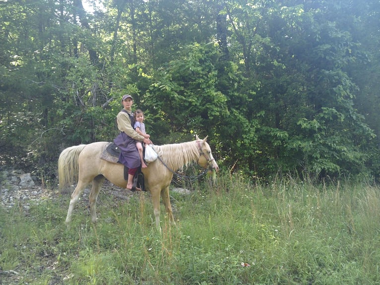 Missouri Foxtrotter Mix Stute 6 Jahre 152 cm Palomino in Gainesville