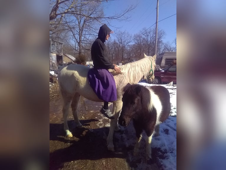 Missouri Foxtrotter Mix Stute 6 Jahre 152 cm Palomino in Gainesville
