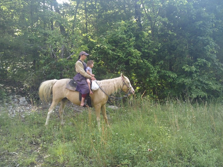 Missouri Foxtrotter Mix Stute 6 Jahre 152 cm Palomino in Gainesville