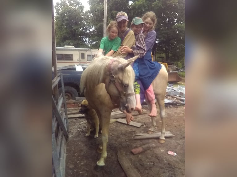Missouri Foxtrotter Mix Stute 6 Jahre 152 cm Palomino in Gainesville