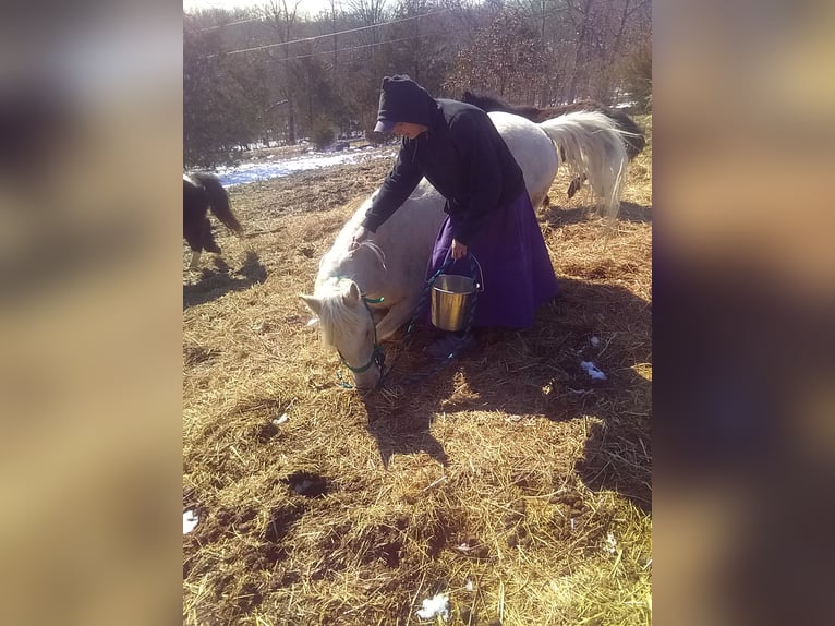 Missouri Foxtrotter Mix Stute 6 Jahre 152 cm Palomino in Gainesville