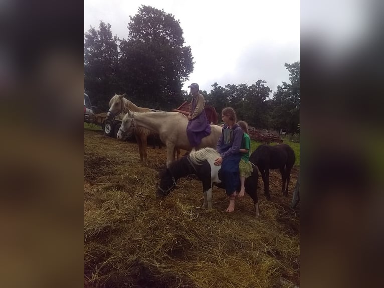 Missouri Foxtrotter Mix Stute 6 Jahre 152 cm Palomino in Gainesville