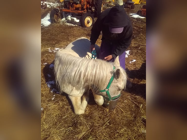 Missouri Foxtrotter Mix Stute 6 Jahre 152 cm Palomino in Gainesville