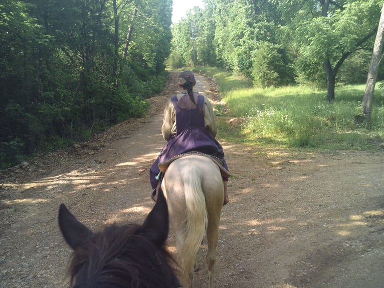 Missouri Foxtrotter Mix Stute 6 Jahre 152 cm Palomino in Gainesville
