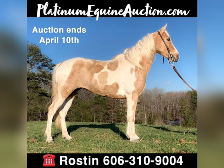 Missouri Foxtrotter Stute 8 Jahre 142 cm Tobiano-alle-Farben in Whitley City KY