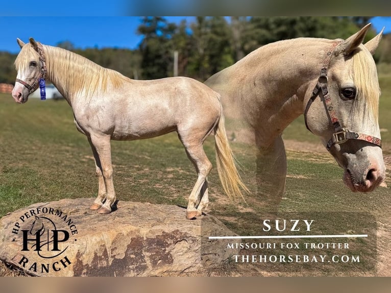 Missouri Foxtrotter Stute 8 Jahre 147 cm Perlino in Reynoldsburg, OH