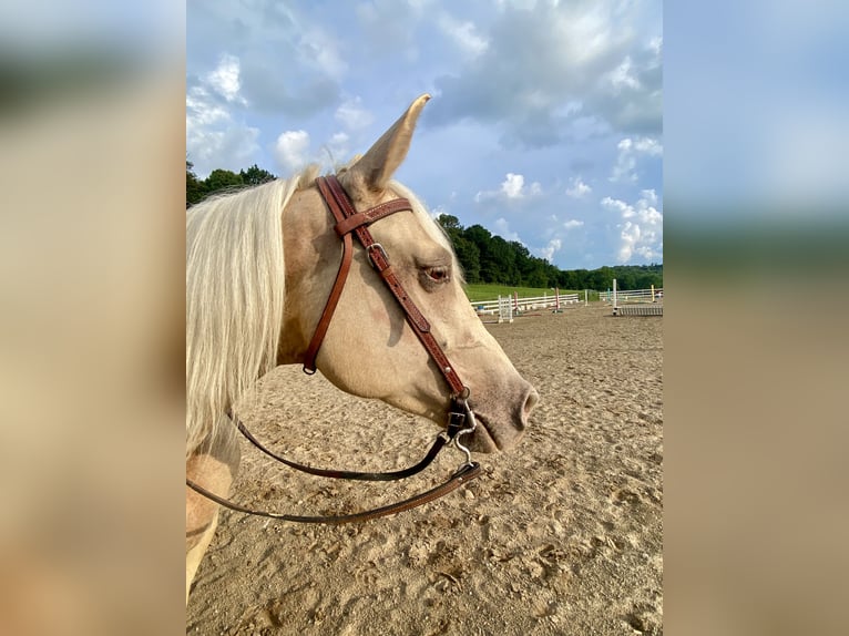 Missouri Foxtrotter Stute 8 Jahre 152 cm Champagne in Clinton