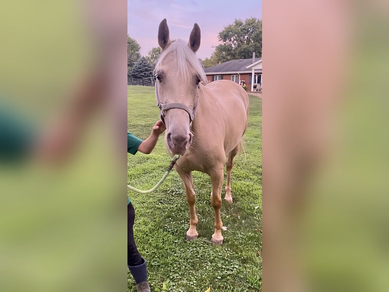 Missouri Foxtrotter Stute 8 Jahre 152 cm Champagne in Clinton