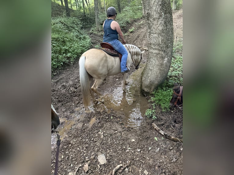 Missouri Foxtrotter Stute 8 Jahre 152 cm Champagne in Clinton