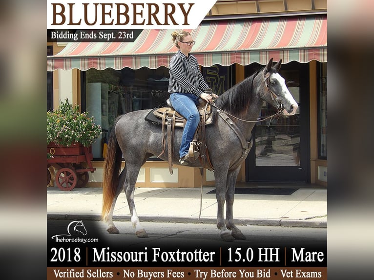 Missouri Foxtrotter Stute 8 Jahre 152 cm Roan-Blue in Elizabeth, WV