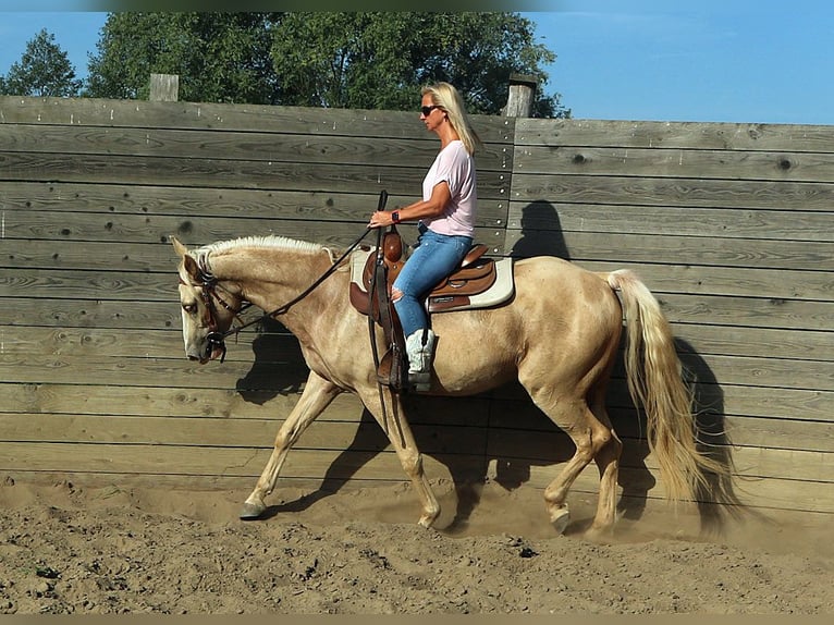 Missouri Foxtrotter Valack 4 år 156 cm Champagne in Temmen-Ringenwalde