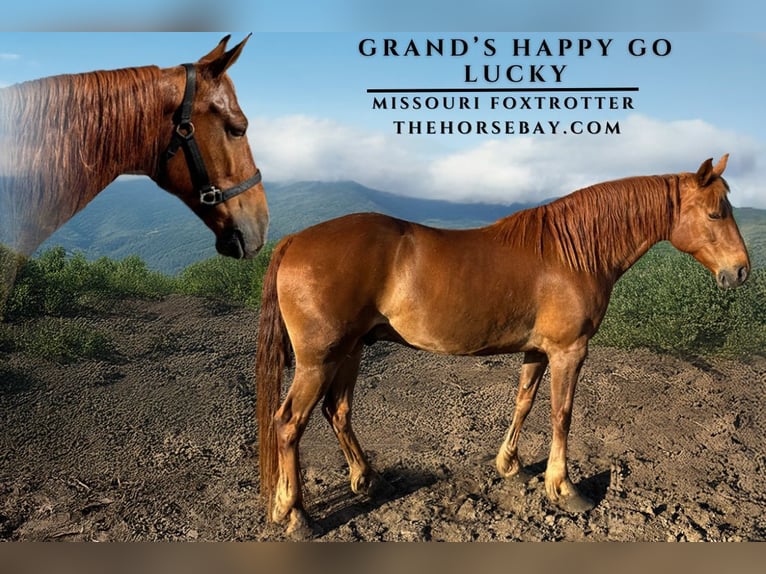 Missouri Foxtrotter Valack 8 år 152 cm Fux in Conway, AR