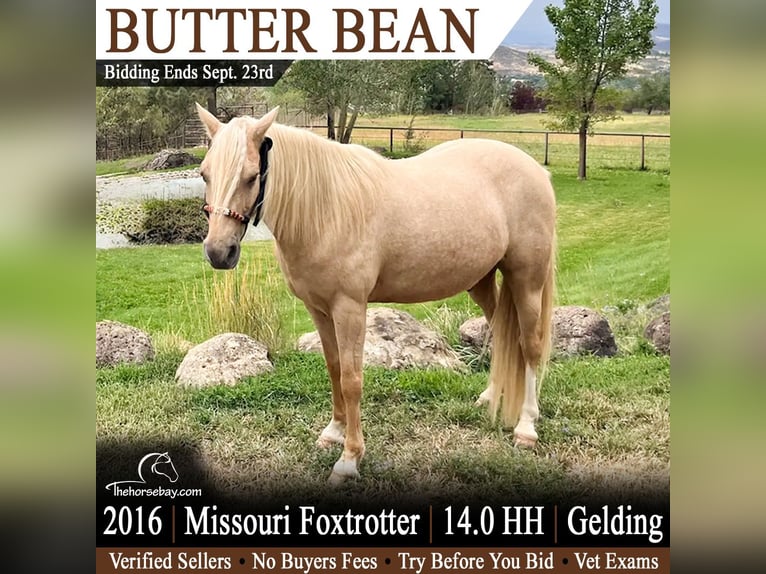 Missouri Foxtrotter Wallach 10 Jahre 142 cm Palomino in Paonia, CO