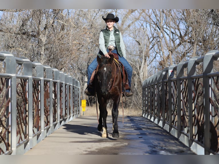 Missouri Foxtrotter Wallach 10 Jahre 142 cm Rappe in Nunn