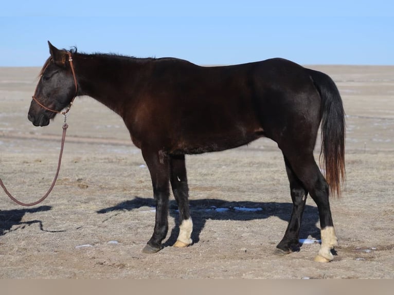 Missouri Foxtrotter Wallach 10 Jahre 142 cm Rappe in Nunn