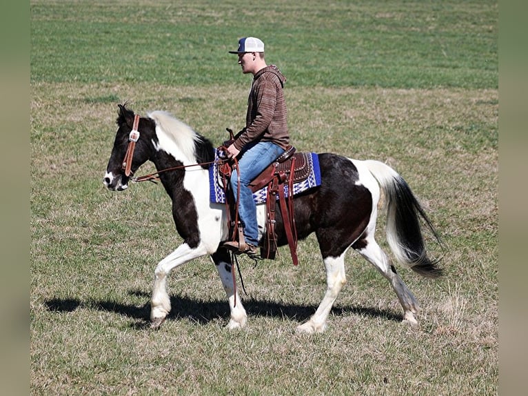 Missouri Foxtrotter Wallach 10 Jahre 147 cm Tobiano-alle-Farben in Whitley City KY