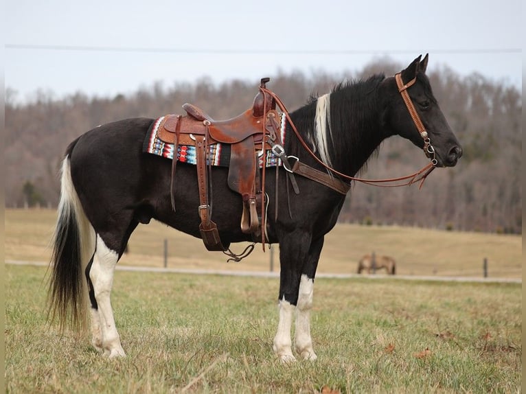 Missouri Foxtrotter Wallach 10 Jahre 152 cm Tobiano-alle-Farben in Whitley City KY