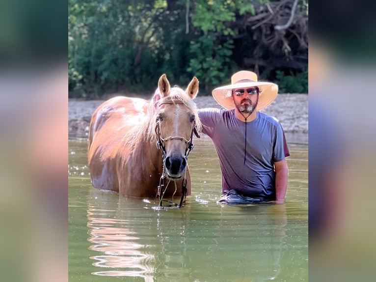 Missouri Foxtrotter Wallach 10 Jahre 155 cm Palomino in Rogersville, MO