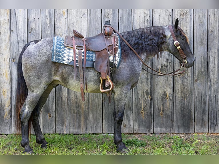 Missouri Foxtrotter Wallach 10 Jahre Roan-Blue in Everett PA