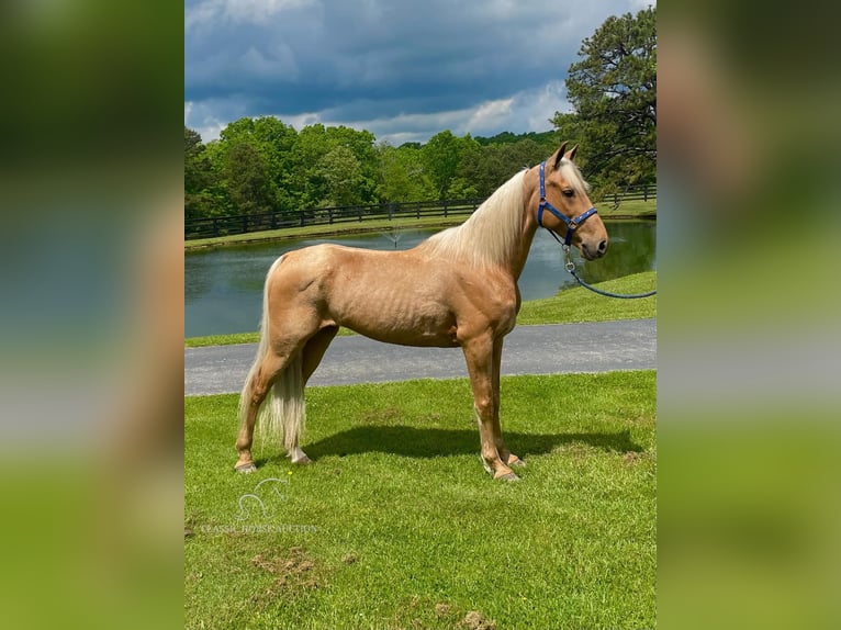 Missouri Foxtrotter Wallach 11 Jahre 152 cm in Tyner, KY