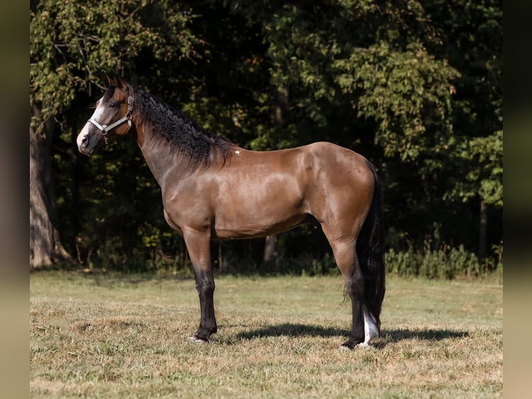 Missouri Foxtrotter Wallach 11 Jahre 152 cm Rotbrauner in Marble Hill