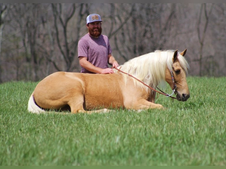 Missouri Foxtrotter Wallach 11 Jahre Palomino in Crab Orchard Ky