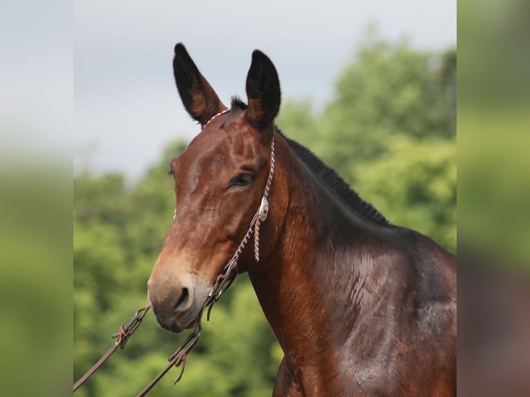 Missouri Foxtrotter Wallach 11 Jahre Rotbrauner in Whitley City KY