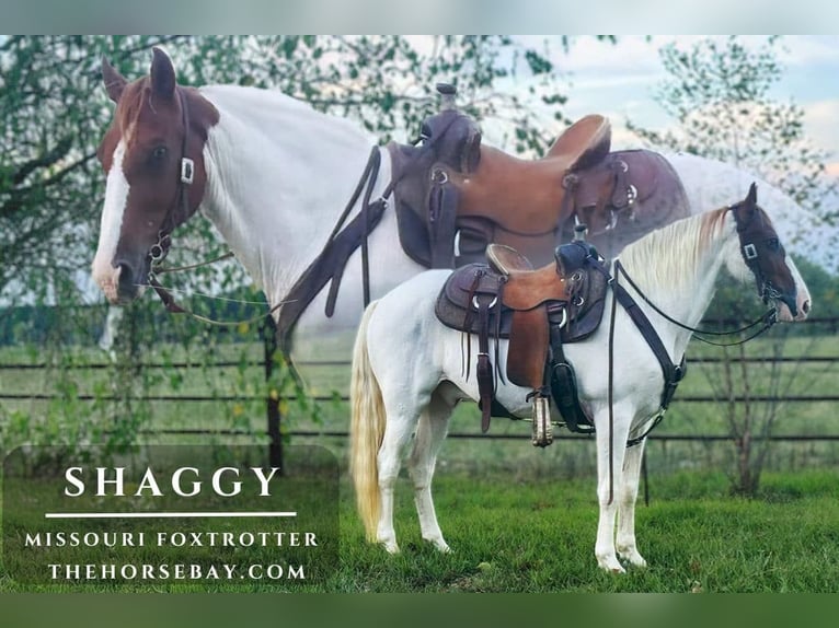 Missouri Foxtrotter Wallach 11 Jahre White in Yukon, MO