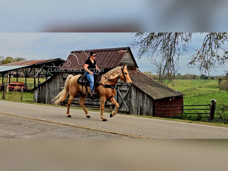Missouri Foxtrotter Wallach 12 Jahre 152 cm in Gillsville, ga
