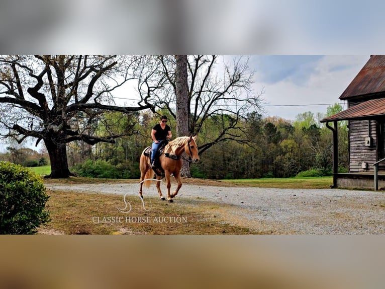 Missouri Foxtrotter Wallach 12 Jahre 152 cm in Gillsville, ga