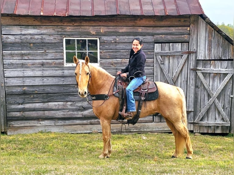 Missouri Foxtrotter Wallach 12 Jahre 152 cm in Gillsville, ga