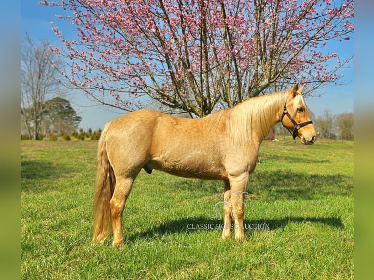 Missouri Foxtrotter Wallach 12 Jahre 152 cm in Gillsville, ga
