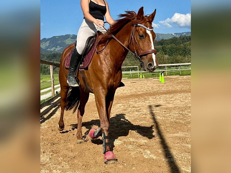 Missouri Foxtrotter Wallach 12 Jahre 157 cm in Steeg
