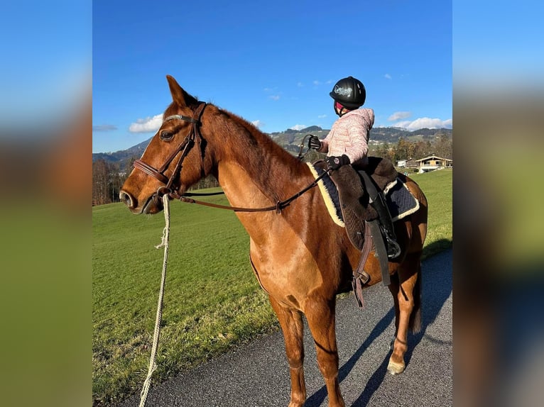 Missouri Foxtrotter Wallach 12 Jahre 157 cm Fuchs in Steeg