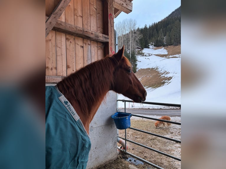Missouri Foxtrotter Wallach 12 Jahre 157 cm Fuchs in Steeg
