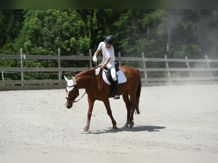 Missouri Foxtrotter Wallach 12 Jahre 157 cm Fuchs in Steeg