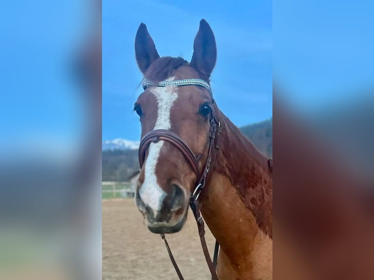 Missouri Foxtrotter Wallach 12 Jahre 157 cm Fuchs in Steeg