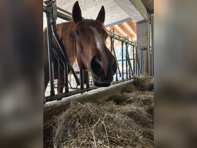 Missouri Foxtrotter Wallach 12 Jahre 157 cm Fuchs in Steeg